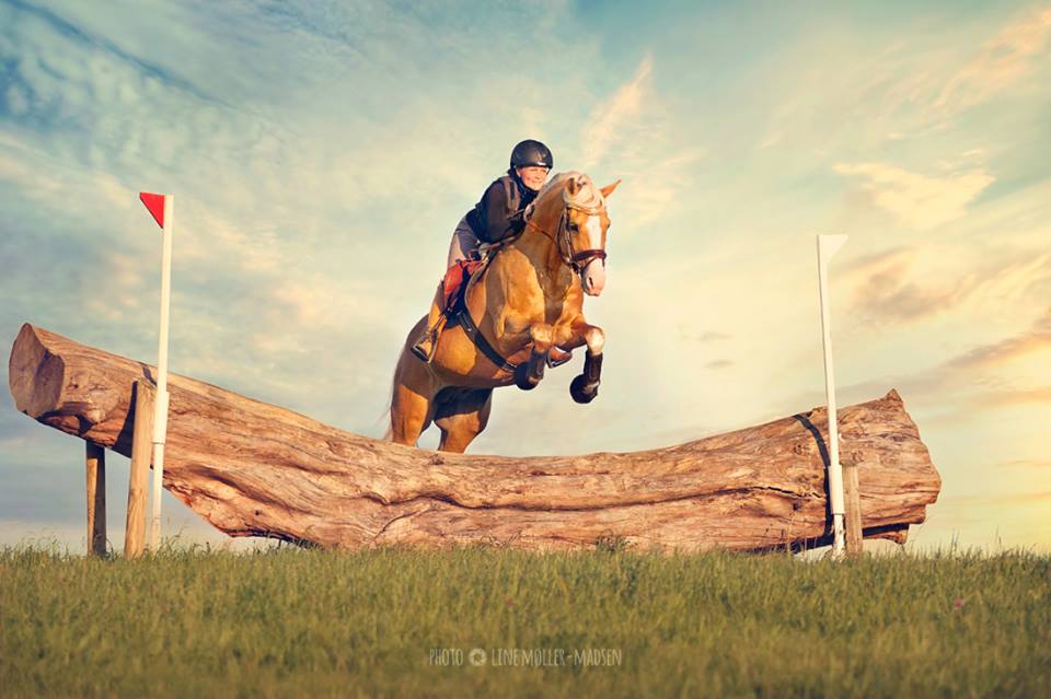 Richelieu Horses - Eventing Horse